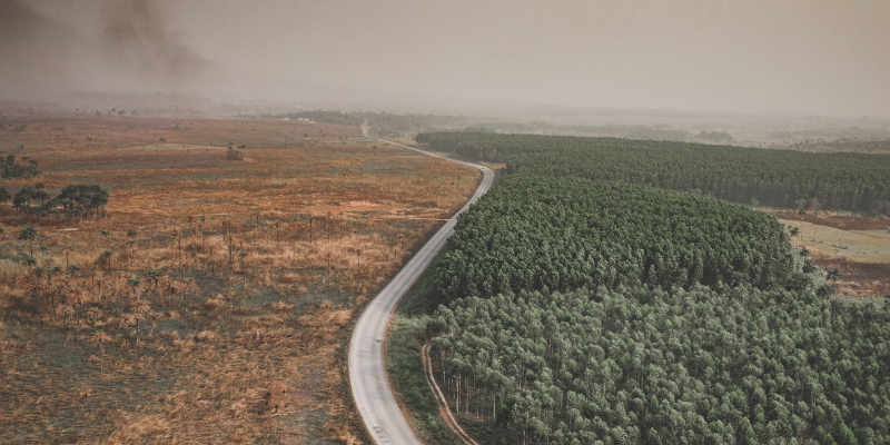 Il regolamento UE sulla deforestazione viene nuovamente posticipato