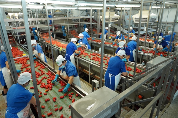 Pomodoro, Conserve Italia punta ad allargare la base sociale in Salento 