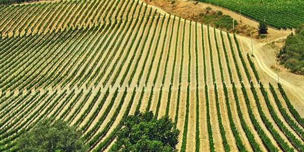 Chianti, accordo fra Valvirginio e la Cantina Sociale Colline Pisane 