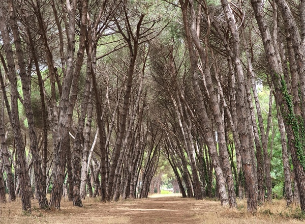 FORESTE, ALLEANZA COOPERATIVE: “PUNTARE AD UNA GESTIONE SOSTENIBILE PER CONTRIBUIRE ANCHE A... 