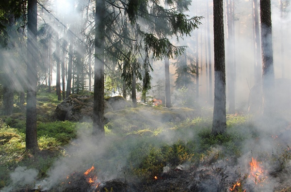 INCENDI, NEL 2025 GIÀ BRUCIATI 30.000 ETTARI. “PUNTARE SULLA PREVENZIONE CON LA GESTIONE... 